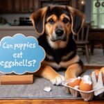 Can Dog Eat Eggshells