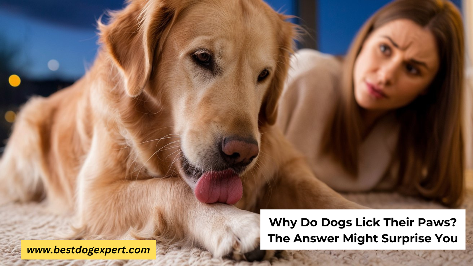 Why Do Dogs Lick Their Paws?