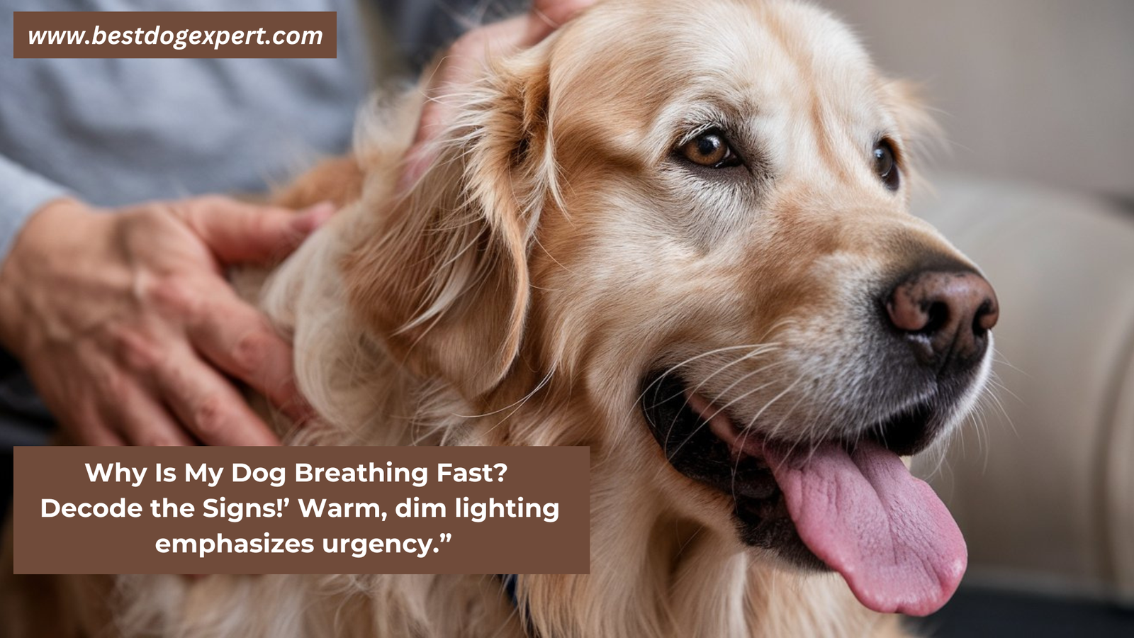 Why Is My Dog Breathing Fast?