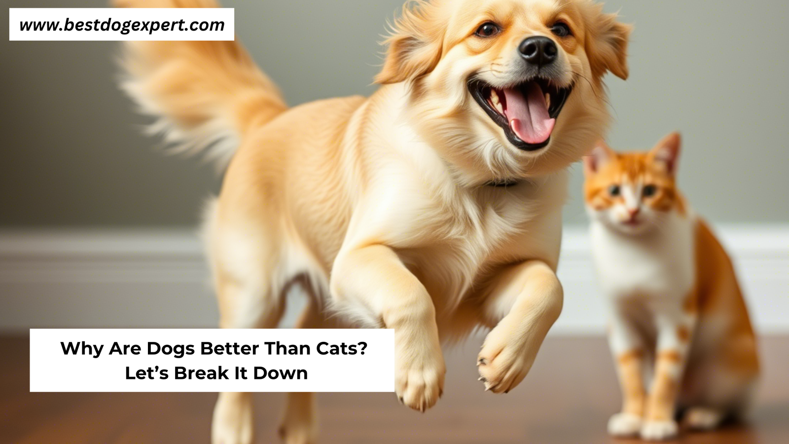 Why Are Dogs Better Than Cats?